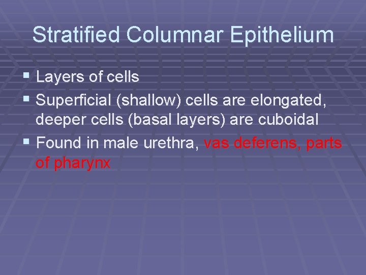 Stratified Columnar Epithelium § Layers of cells § Superficial (shallow) cells are elongated, deeper