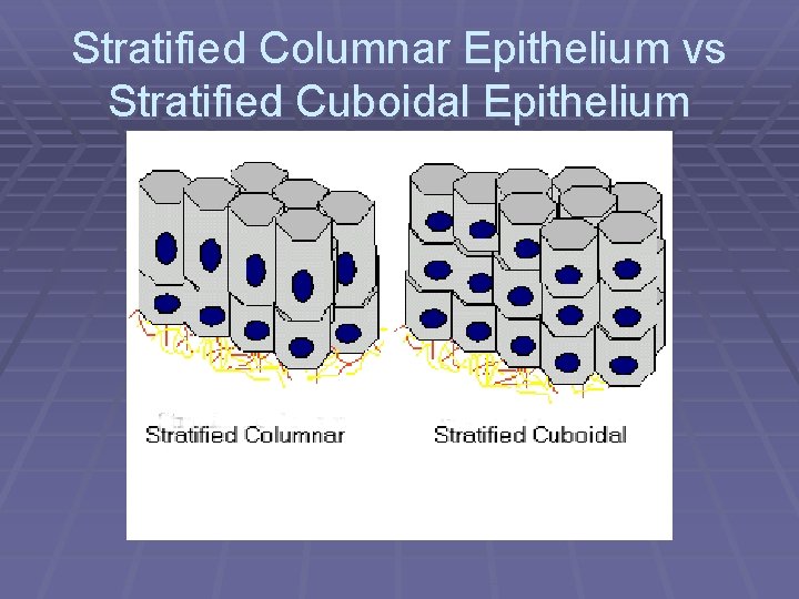 Stratified Columnar Epithelium vs Stratified Cuboidal Epithelium 