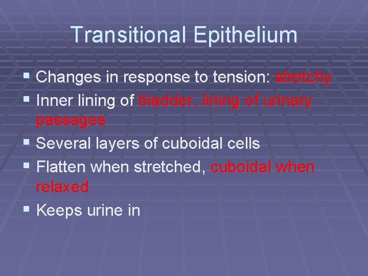 Transitional Epithelium § Changes in response to tension: stretchy § Inner lining of bladder,