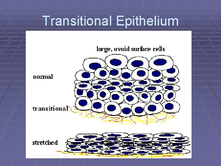 Transitional Epithelium 