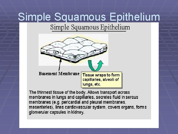 Simple Squamous Epithelium 