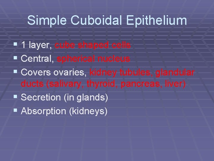 Simple Cuboidal Epithelium § 1 layer, cube shaped cells § Central, spherical nucleus §