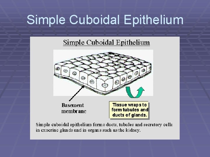 Simple Cuboidal Epithelium 