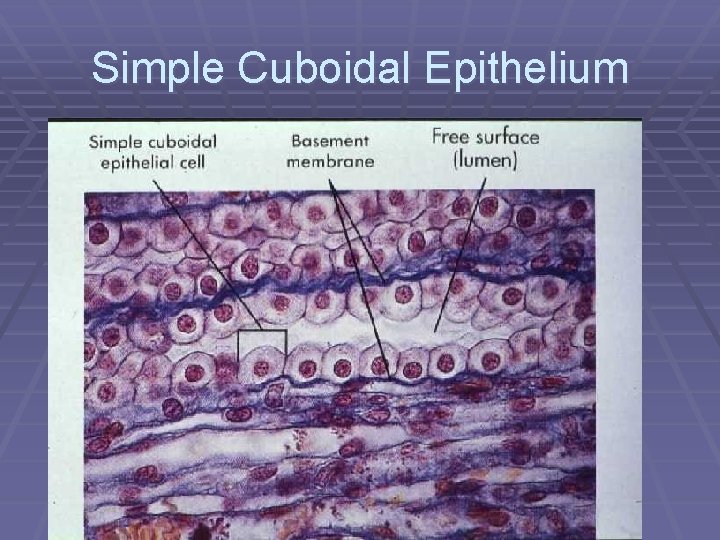 Simple Cuboidal Epithelium 