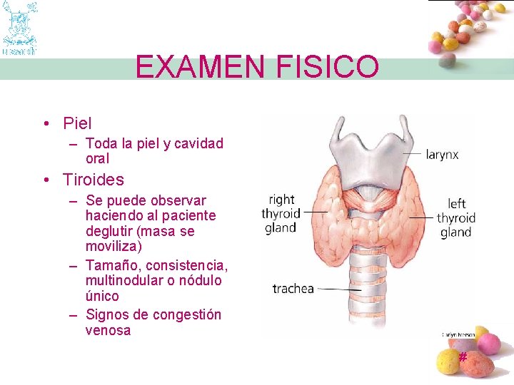 EXAMEN FISICO • Piel – Toda la piel y cavidad oral • Tiroides –