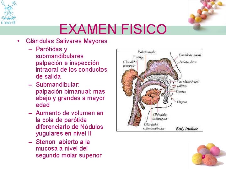 EXAMEN FISICO • Glándulas Salivares Mayores – Parótidas y submandibulares palpación e inspección intraoral
