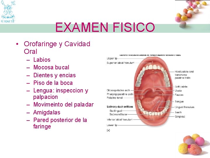 EXAMEN FISICO • Orofaringe y Cavidad Oral – – – Labios Mocosa bucal Dientes