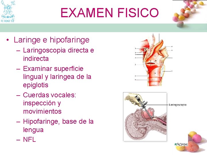 EXAMEN FISICO • Laringe e hipofaringe – Laringoscopia directa e indirecta – Examinar superficie