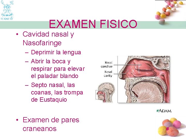 EXAMEN FISICO • Cavidad nasal y Nasofaringe – Deprimir la lengua – Abrir la