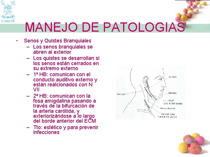 MANEJO DE PATOLOGIAS • Senos y Quistes Branquiales – Los senos branquiales se abren