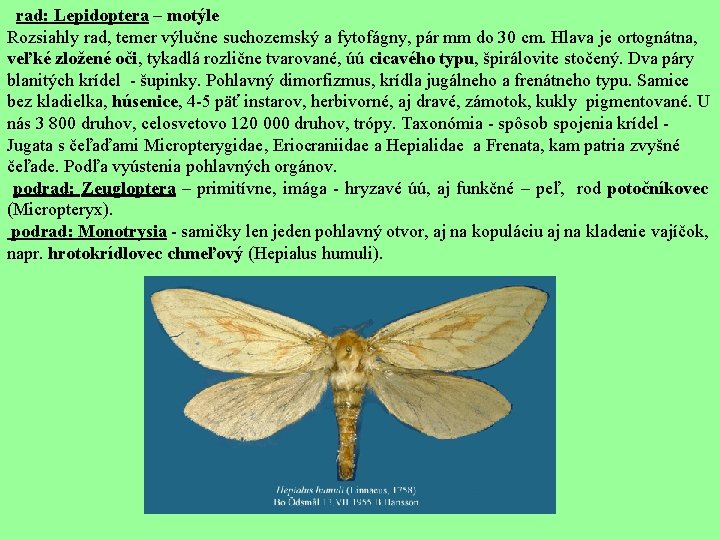  rad: Lepidoptera – motýle Rozsiahly rad, temer výlučne suchozemský a fytofágny, pár mm