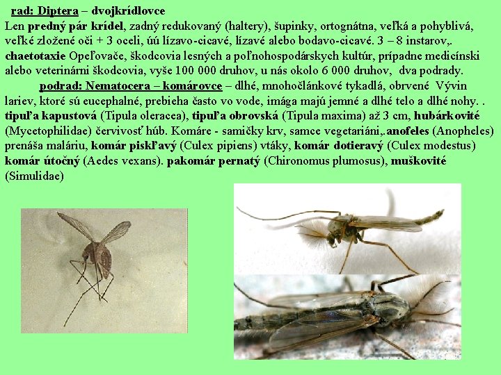  rad: Diptera – dvojkrídlovce Len predný pár krídel, zadný redukovaný (haltery), šupinky, ortognátna,