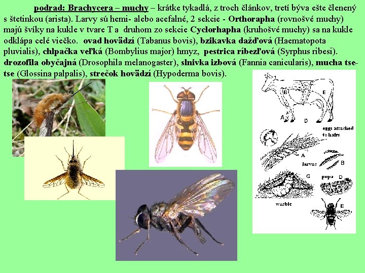  podrad: Brachycera – muchy – krátke tykadlá, z troch článkov, tretí býva ešte