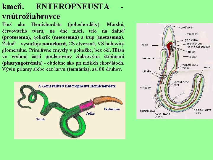 kmeň: ENTEROPNEUSTA vnútrožiabrovce - Tiež ako Hemichordata (polochordáty). Morské, červovitého tvaru, na dne morí,