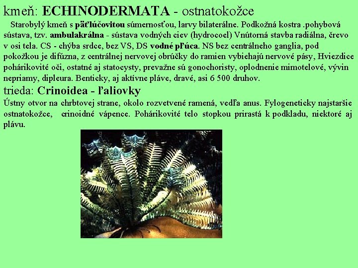kmeň: ECHINODERMATA - ostnatokožce Starobylý kmeň s päťlúčovitou súmernosťou, larvy bilaterálne. Podkožná kostra. pohybová