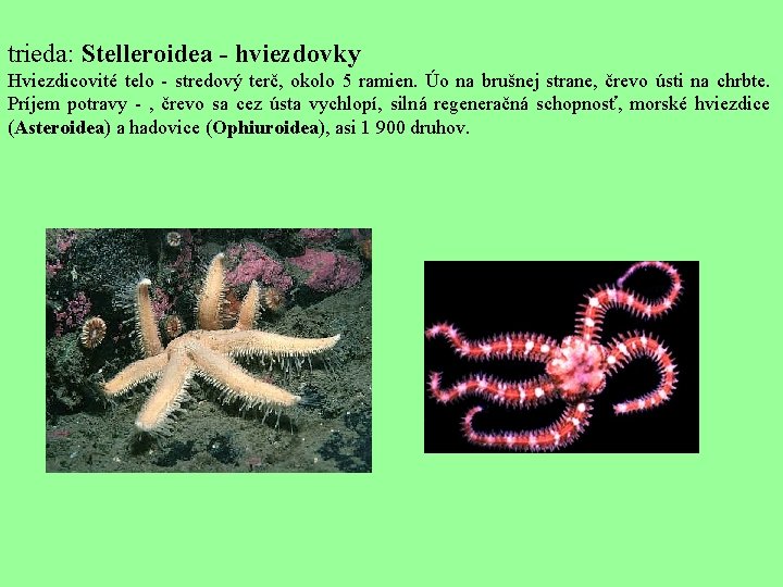 trieda: Stelleroidea - hviezdovky Hviezdicovité telo - stredový terč, okolo 5 ramien. Úo na