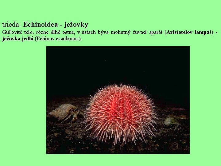 trieda: Echinoidea - ježovky Guľovité telo, rôzne dlhé ostne, v ústach býva mohutný žuvací