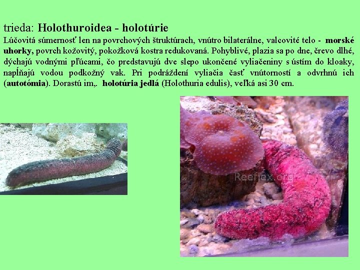 trieda: Holothuroidea - holotúrie Lúčovitá súmernosť len na povrchových štruktúrach, vnútro bilaterálne, valcovité telo