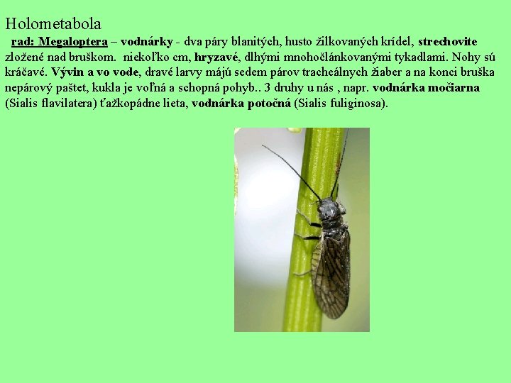 Holometabola rad: Megaloptera – vodnárky - dva páry blanitých, husto žilkovaných krídel, strechovite zložené