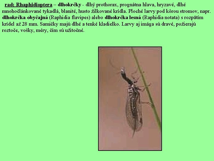  rad: Rhaphidioptera – dlhokrčky - dlhý prothorax, prognátna hlava, hryzavé, dlhé mnohočlánkované tykadlá,