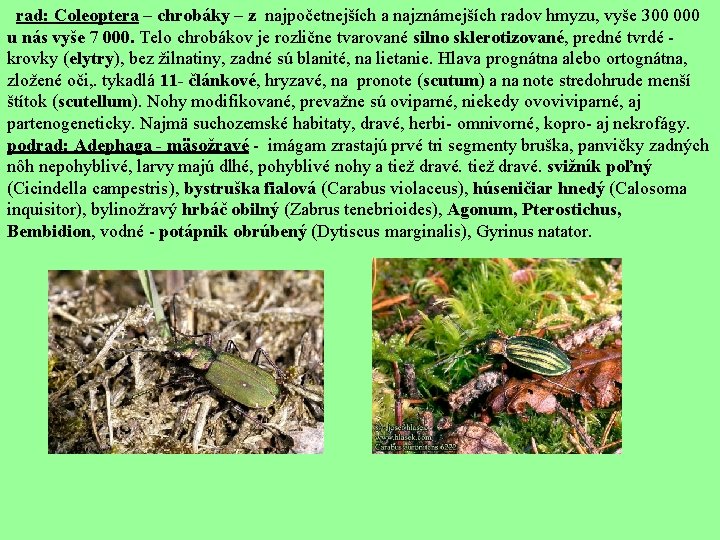  rad: Coleoptera – chrobáky – z najpočetnejších a najznámejších radov hmyzu, vyše 300