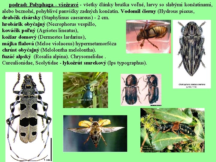  podrad: Polyphaga - všežravé - všetky články bruška voľné, larvy so slabými končatinami,