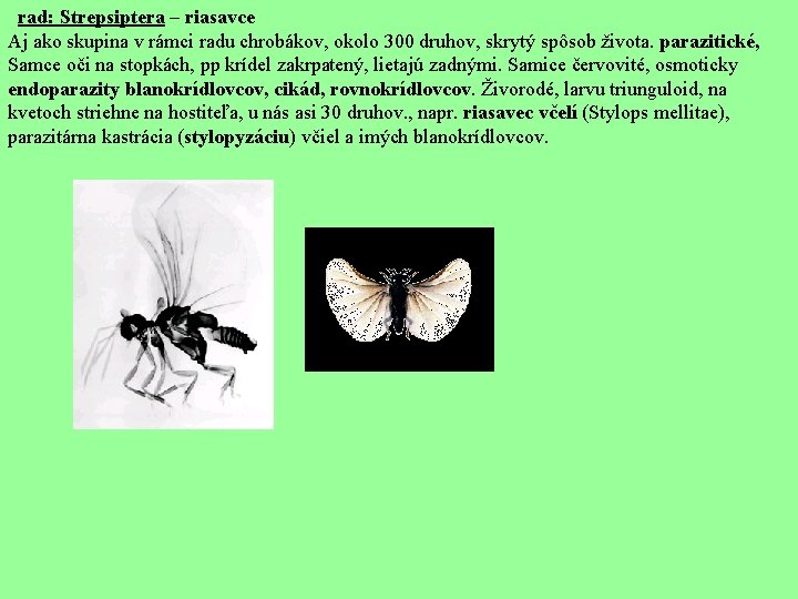  rad: Strepsiptera – riasavce Aj ako skupina v rámci radu chrobákov, okolo 300