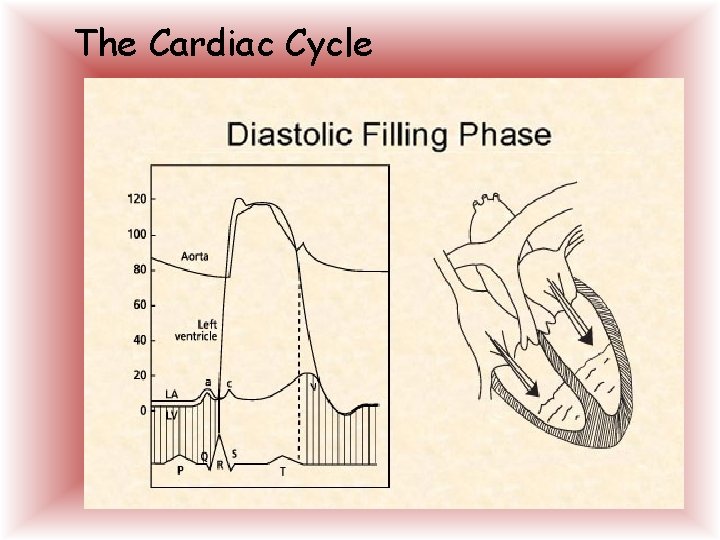 The Cardiac Cycle  The Cardiac Cycle