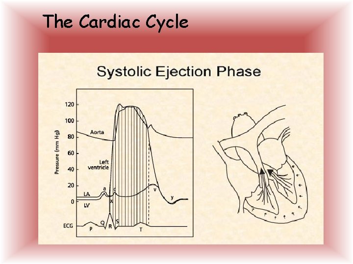 The Cardiac Cycle  The Cardiac Cycle