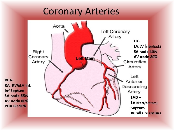 Coronary Arteries Left Main RCARA, RV&LV Inf, Inf Septum SA node 65% AV node Coronary Arteries Left Main RCARA, RV&LV Inf, Inf Septum SA node 65% AV node