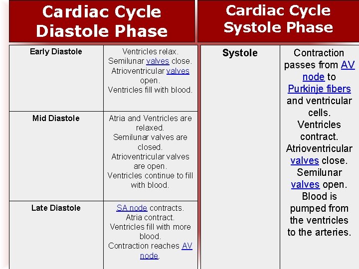 Cardiac Cycle Diastole Phase Early Diastole Ventricles relax. Semilunar valves close. Atrioventricular valves open. Cardiac Cycle Diastole Phase Early Diastole Ventricles relax. Semilunar valves close. Atrioventricular valves open.
