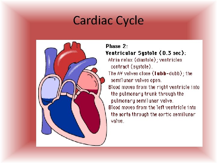 Cardiac Cycle  Cardiac Cycle
