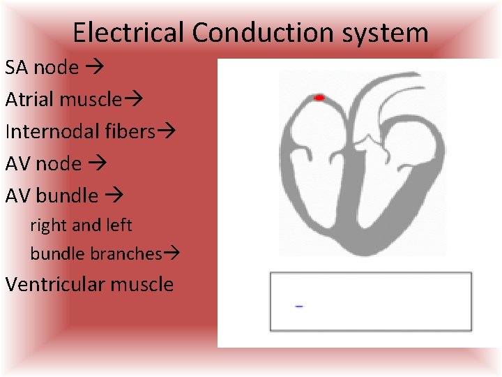 Electrical Conduction system SA node Atrial muscle Internodal fibers AV node AV bundle right Electrical Conduction system SA node Atrial muscle Internodal fibers AV node AV bundle right