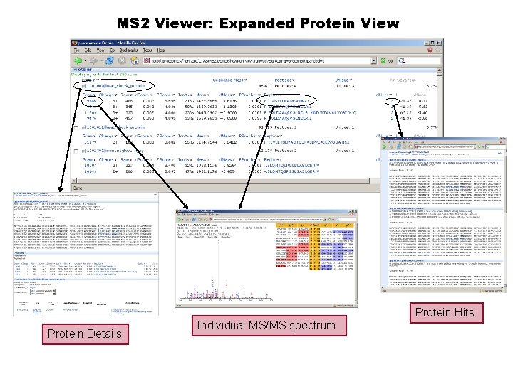 MS 2 Viewer: Expanded Protein View Protein Hits Protein Details Individual MS/MS spectrum 