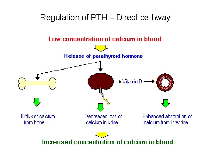 Regulation of PTH – Direct pathway Regulation of PTH – Direct pathway