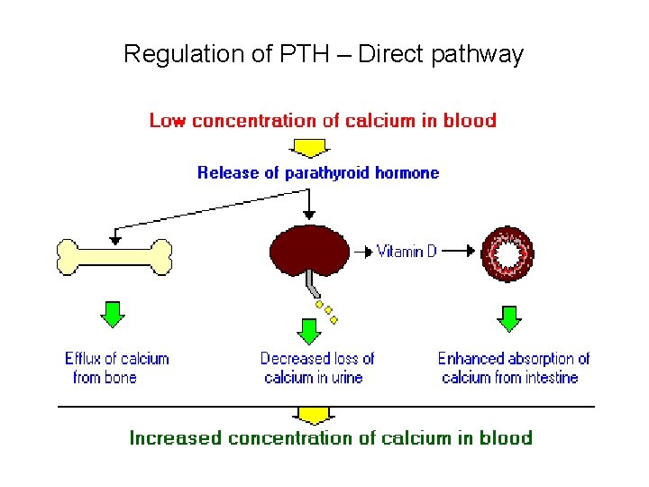 Regulation of PTH – Direct pathway 