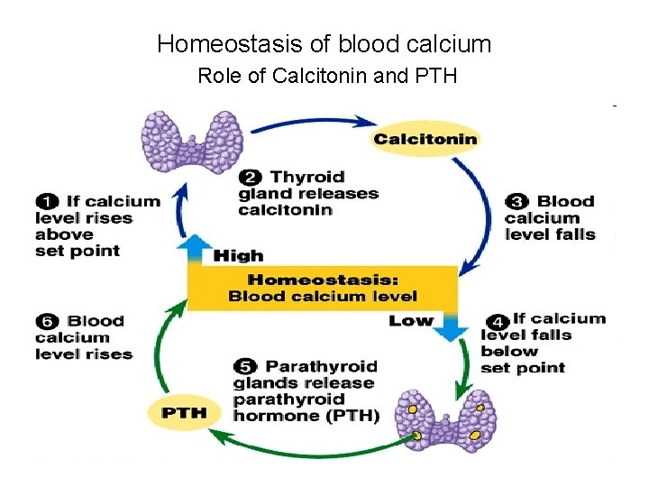 Homeostasis of blood calcium Role of Calcitonin and PTH 
