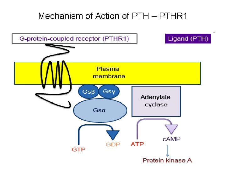 Mechanism of Action of PTH – PTHR 1 Mechanism of Action of PTH – PTHR 1