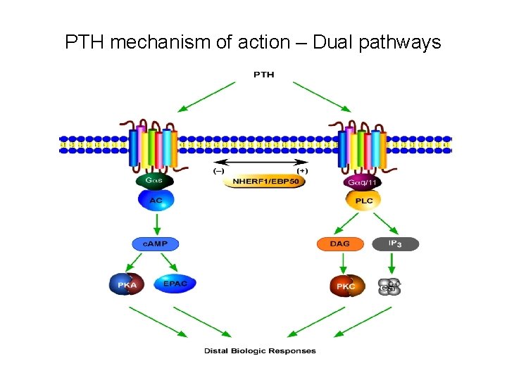 PTH mechanism of action – Dual pathways PTH mechanism of action – Dual pathways