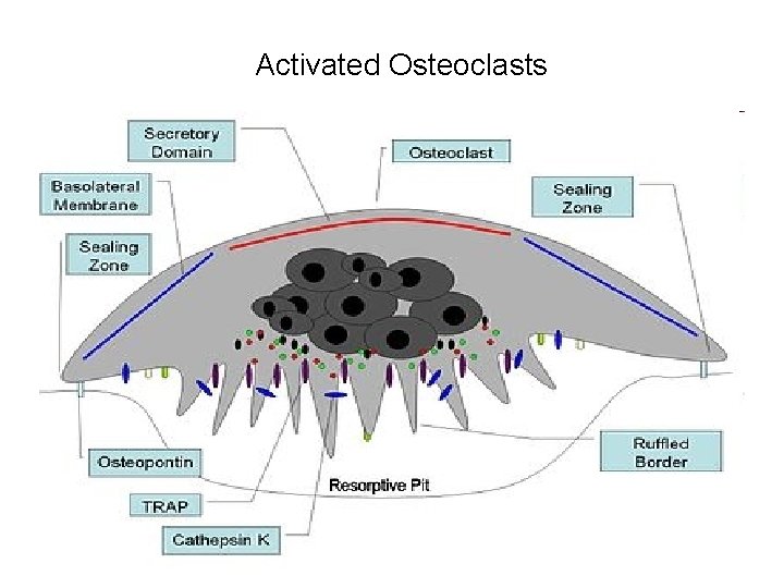 Activated Osteoclasts Activated Osteoclasts