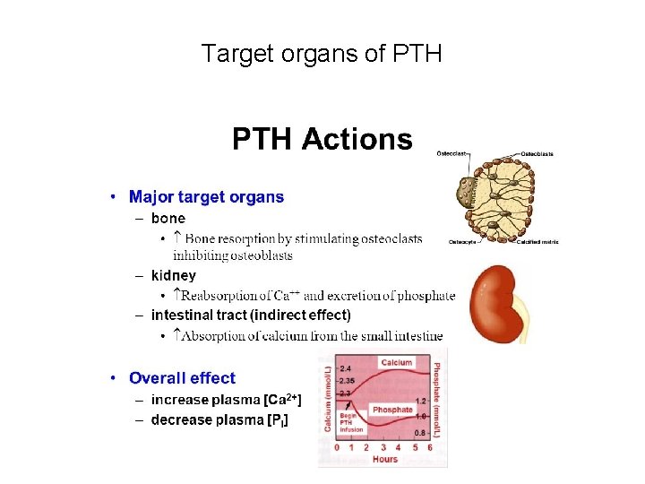 Target organs of PTH 