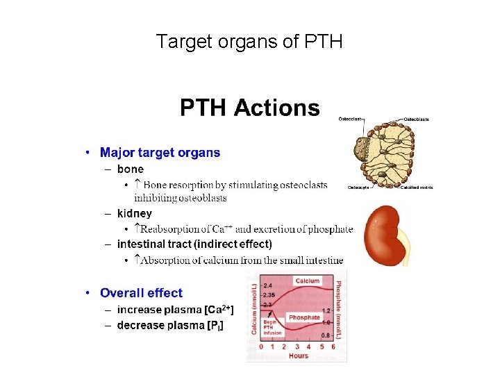 Target organs of PTH Target organs of PTH