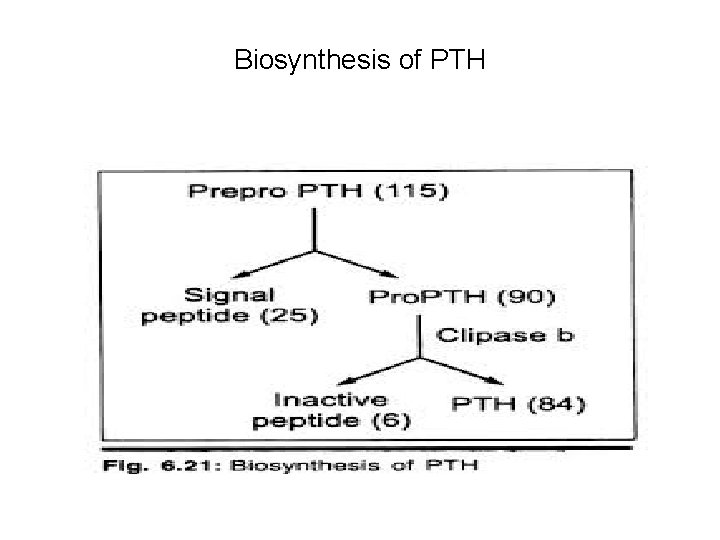 Biosynthesis of PTH 