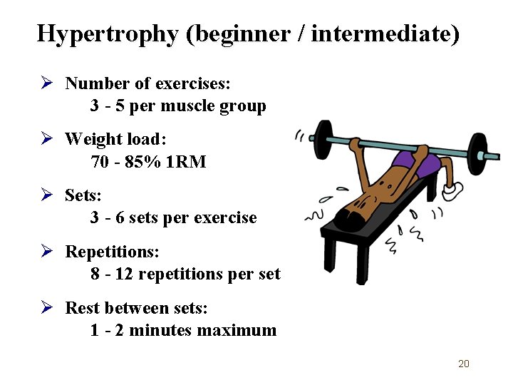 Hypertrophy (beginner / intermediate) Ø Number of exercises: 3 - 5 per muscle group