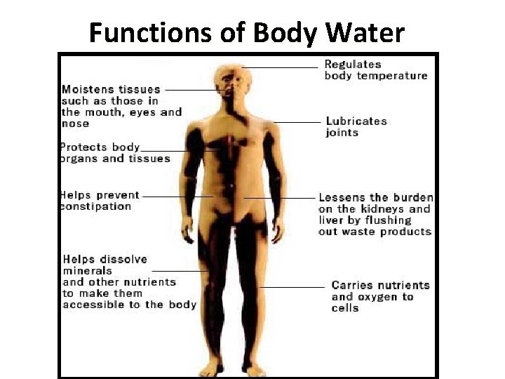 Functions of Body Water 