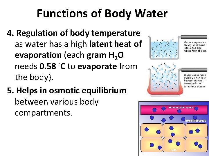 Functions of Body Water 4. Regulation of body temperature as water has a high