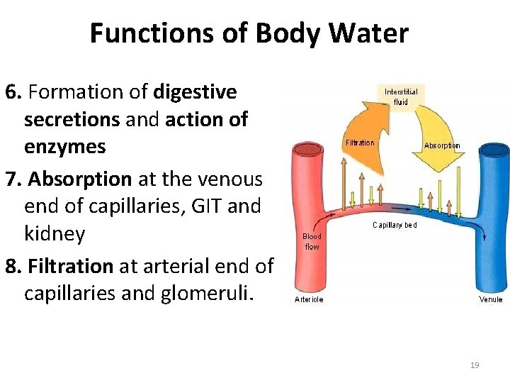 Functions of Body Water 6. Formation of digestive secretions and action of enzymes 7.