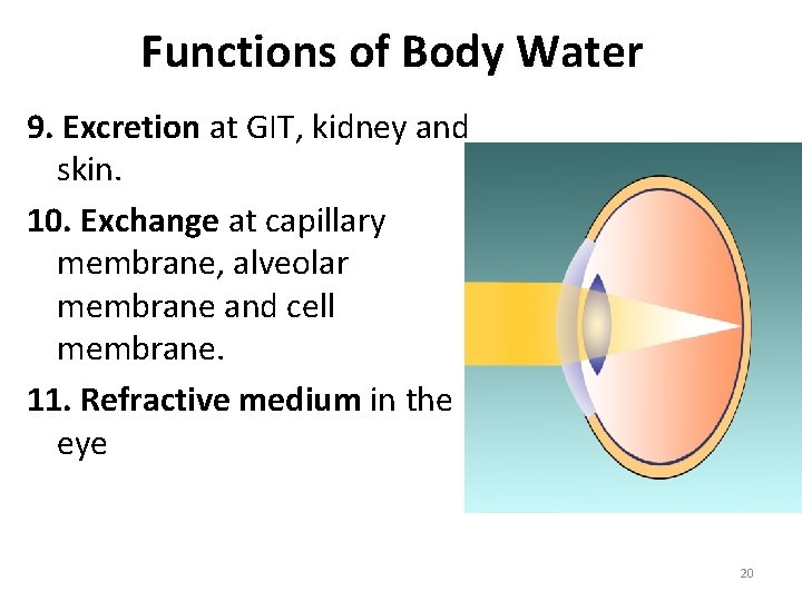 Functions of Body Water 9. Excretion at GIT, kidney and skin. 10. Exchange at