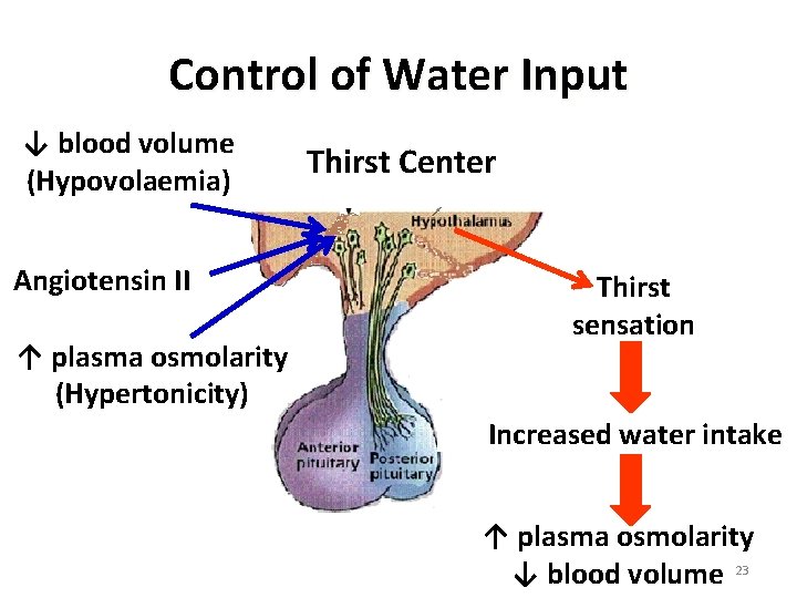 Control of Water Input ↓ blood volume (Hypovolaemia) Angiotensin II ↑ plasma osmolarity (Hypertonicity)