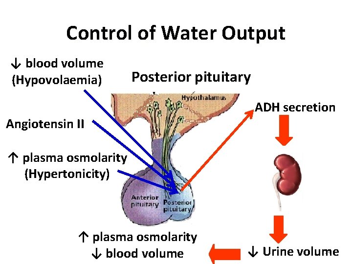 Control of Water Output ↓ blood volume (Hypovolaemia) Posterior pituitary Angiotensin II ADH secretion